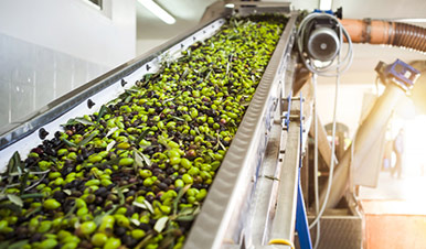 olive processing machinery